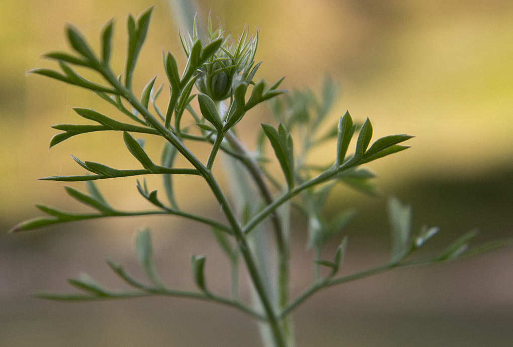 Изображение особи Daucus carota.