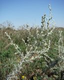 Artemisia austriaca