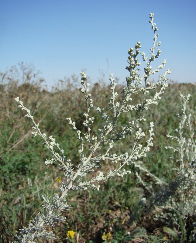 Image of Artemisia austriaca specimen.