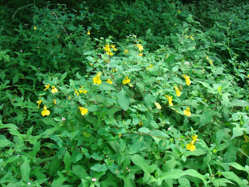 Изображение особи Impatiens noli-tangere.