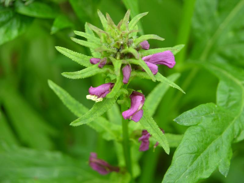 Изображение особи Pedicularis resupinata.