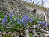 Corydalis ambigua