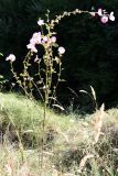 Alcea litwinowii. Цветущее и плодоносящее растение. Узбекистан. г. Ташкент, Ботанический сад им. Ф.Н. Русанова, 22.08.2009.