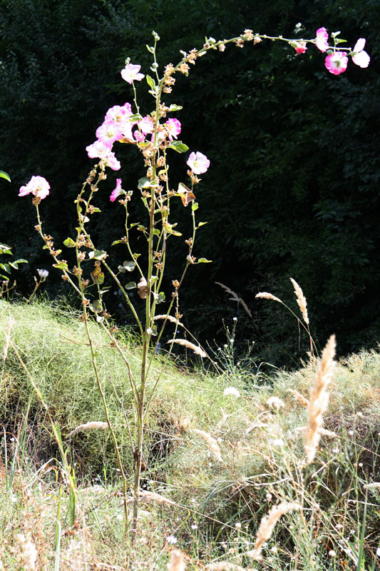 Image of Alcea litwinowii specimen.