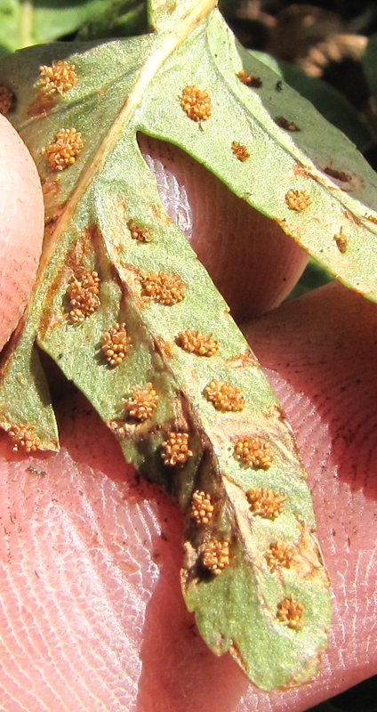 Image of Polypodium vulgare specimen.