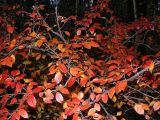 Cotoneaster lucidus