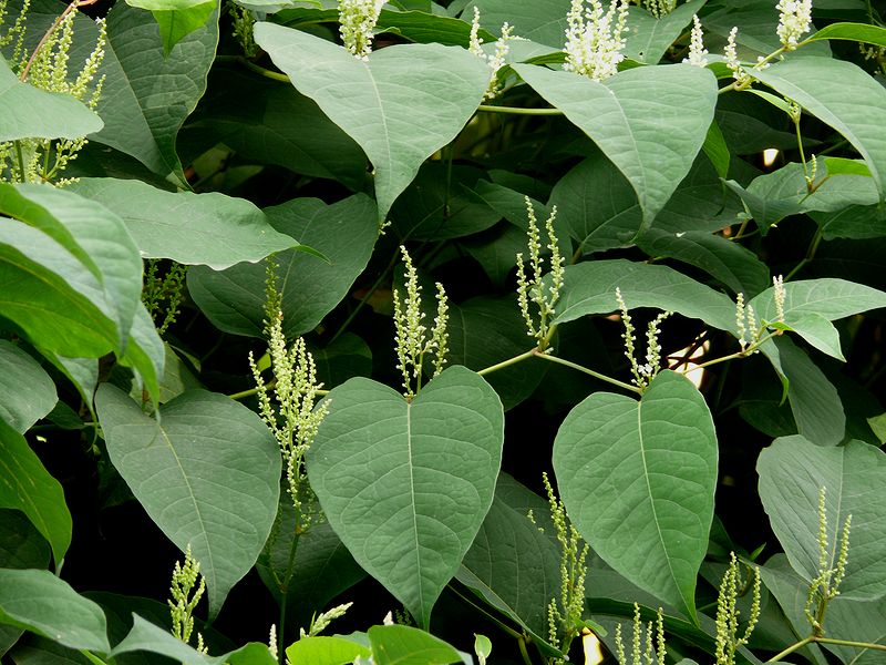 Image of Reynoutria japonica specimen.