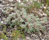 Alyssum lenense