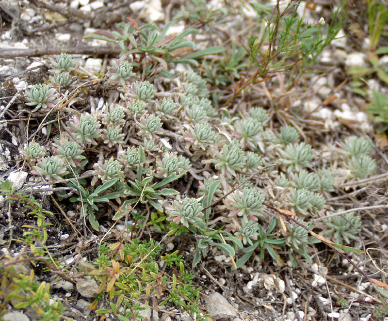 Image of Alyssum lenense specimen.