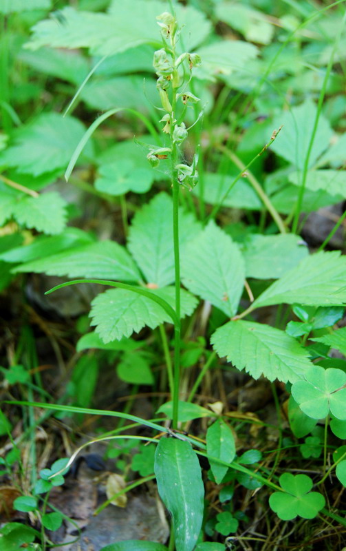 Image of Dactylorhiza viridis specimen.