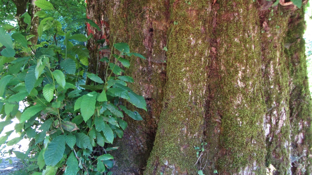 Image of Castanea sativa specimen.