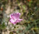 Convolvulus pseudocantabrica