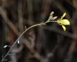 Diplotaxis tenuifolia