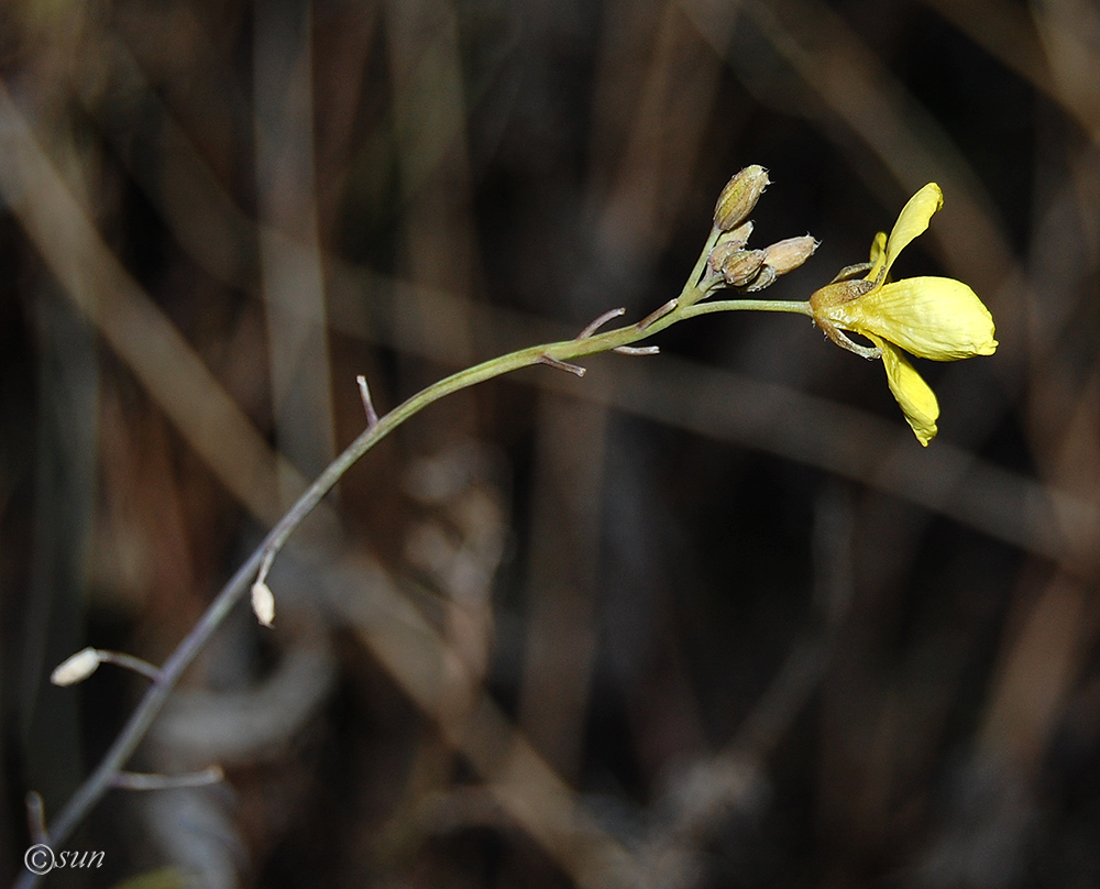 Image of Diplotaxis tenuifolia specimen.