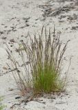 Festuca rubra