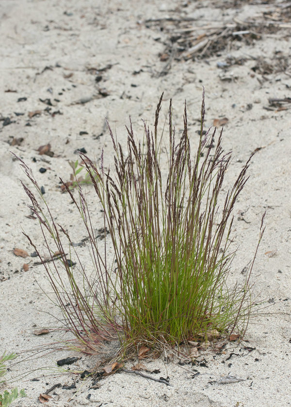 Изображение особи Festuca rubra.