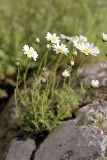 Richteria tianschanica