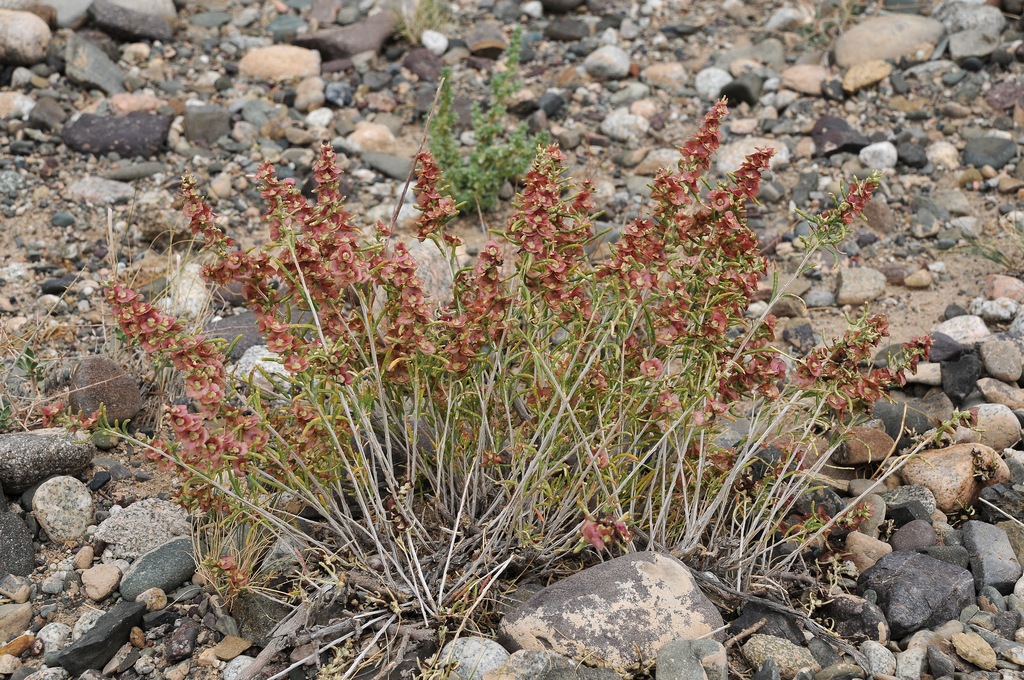 Image of Salsola laricifolia specimen.