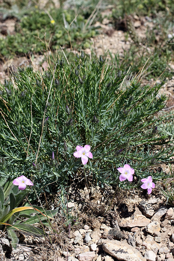 Изображение особи Linum olgae.