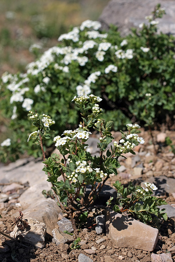 Image of Spiraea pilosa specimen.