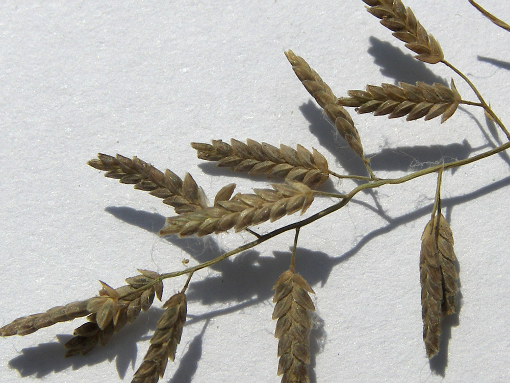 Image of Eragrostis minor specimen.