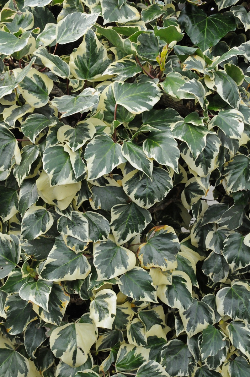 Image of Hedera algeriensis var. variegata specimen.