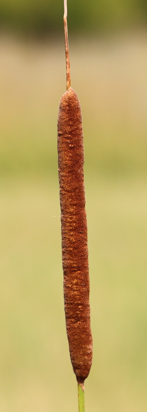 Image of Typha angustifolia specimen.