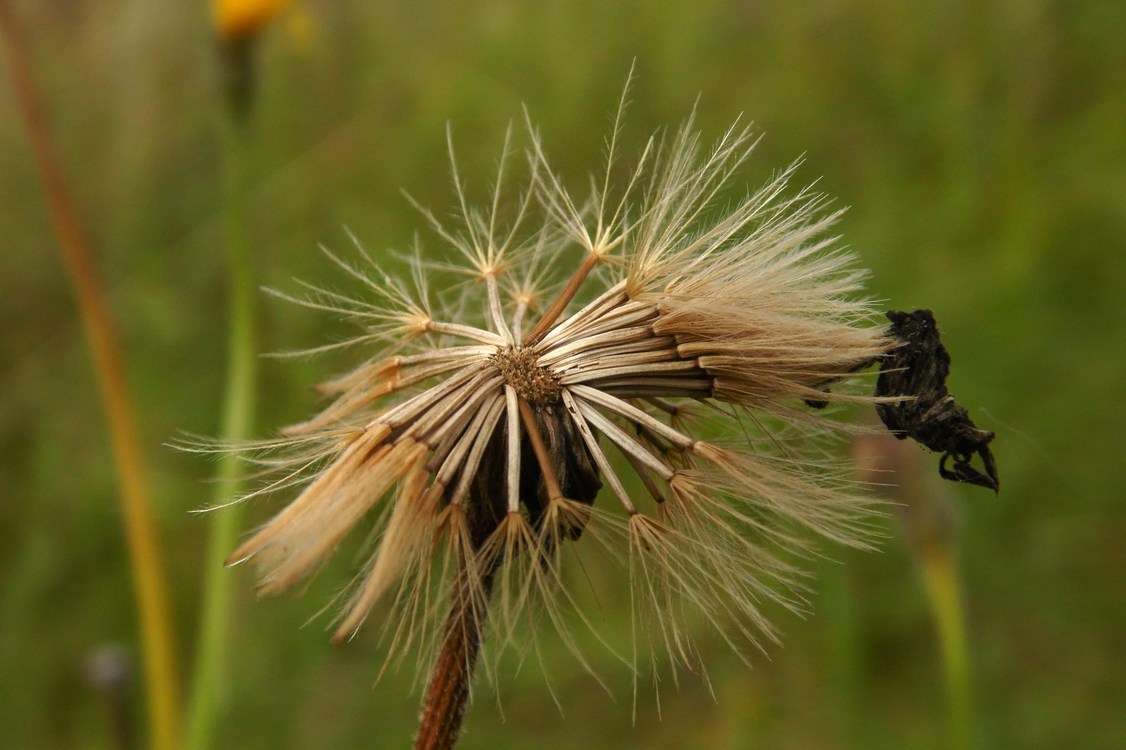 Изображение особи Scorzoneroides autumnalis.