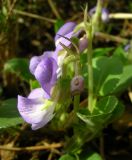 Viola rupestris