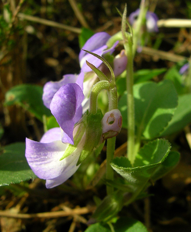 Image of Viola rupestris specimen.