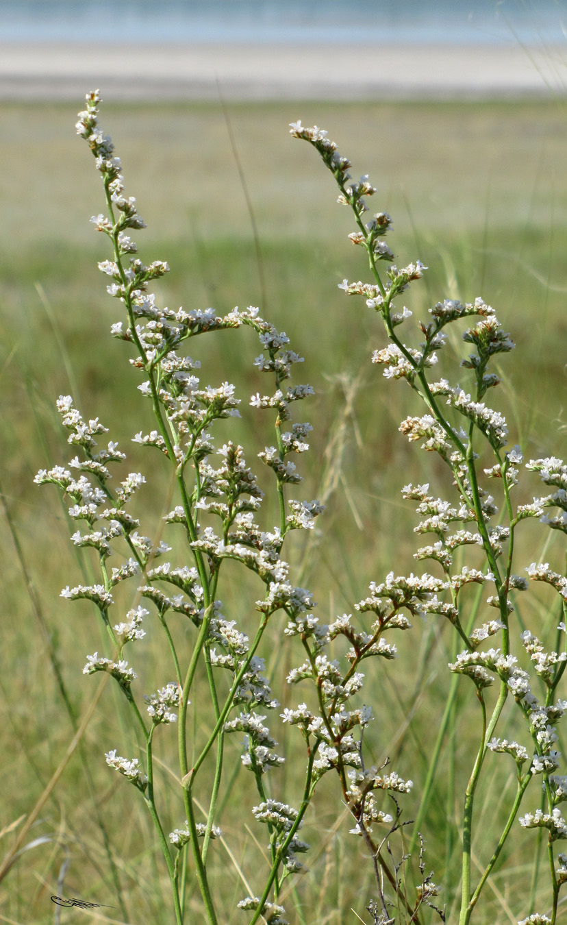 Image of Goniolimon elatum specimen.