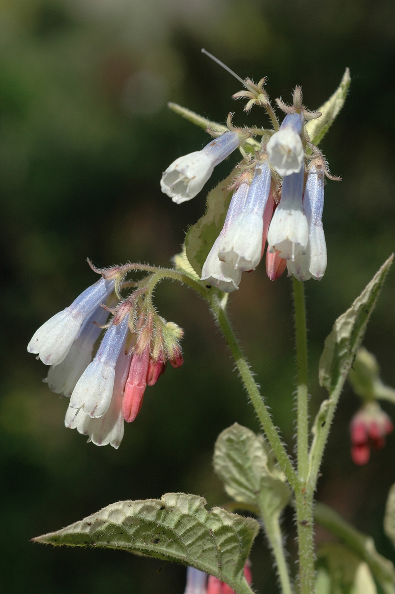 Изображение особи Symphytum grandiflorum.