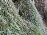 Agrostis stolonifera