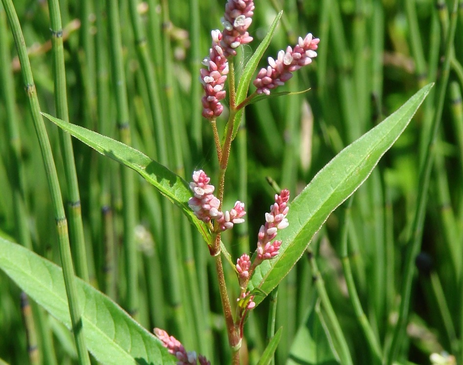 Изображение особи род Persicaria.