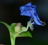 Commelina erecta