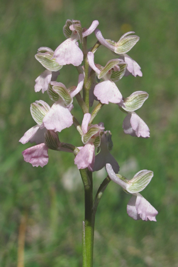 Image of Anacamptis morio ssp. caucasica specimen.