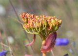 Rhodiola rosea