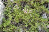 Thymus tauricus