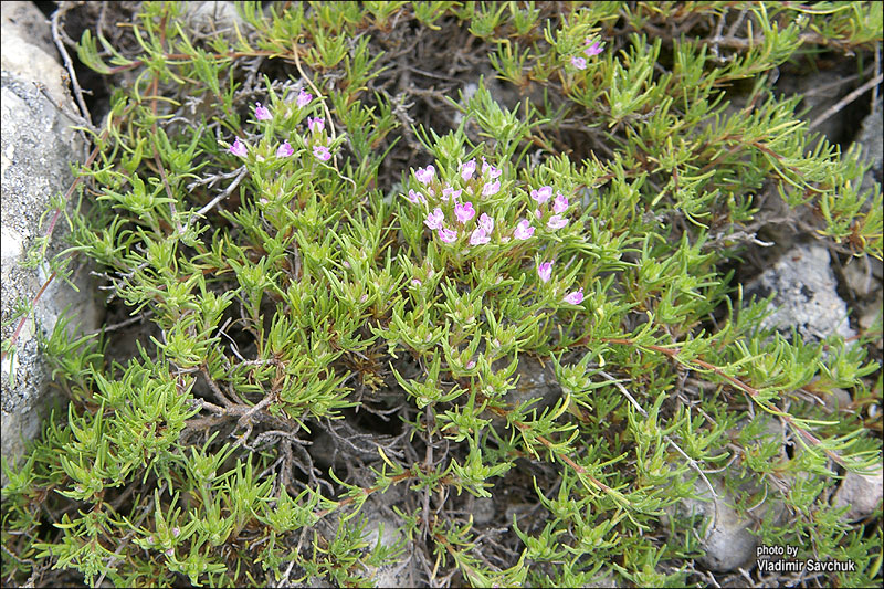 Изображение особи Thymus tauricus.