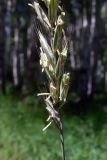 Elytrigia repens. Часть соцветия. Челябинская обл., окр. г. Челябинск, Золотая горка, разнотравная поляна в берёзовом лесу. 03.07.2014.
