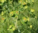 Image of taxon representative. Author is Тамара Риб