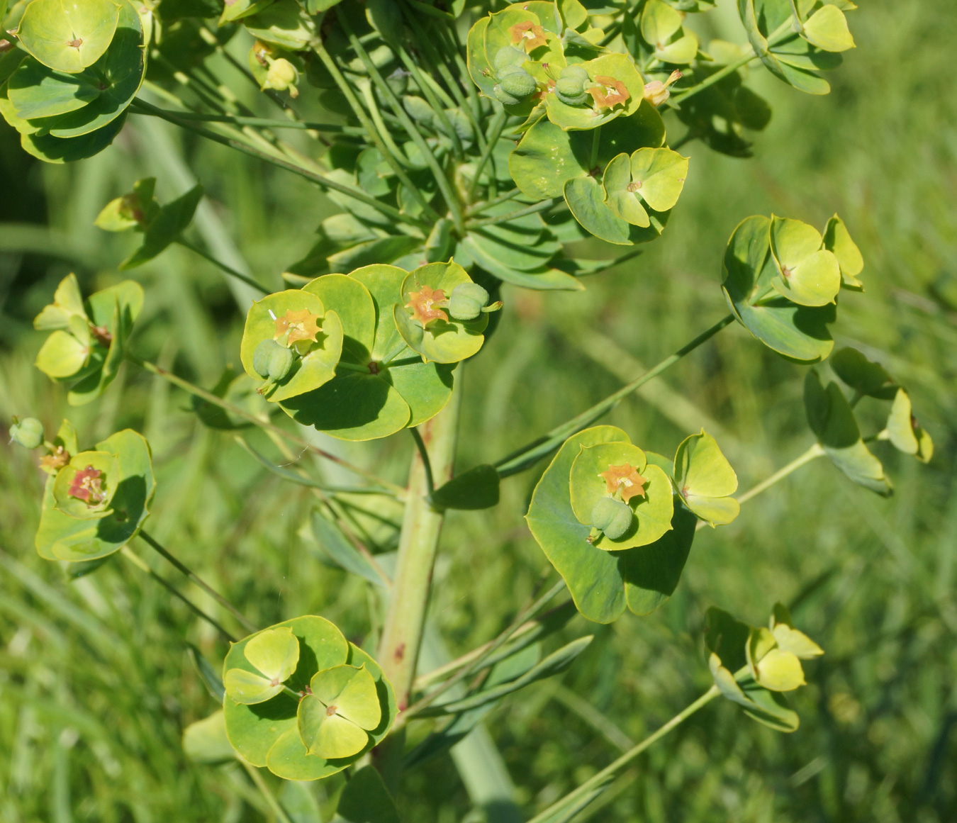 Image of Euphorbia virgata specimen.