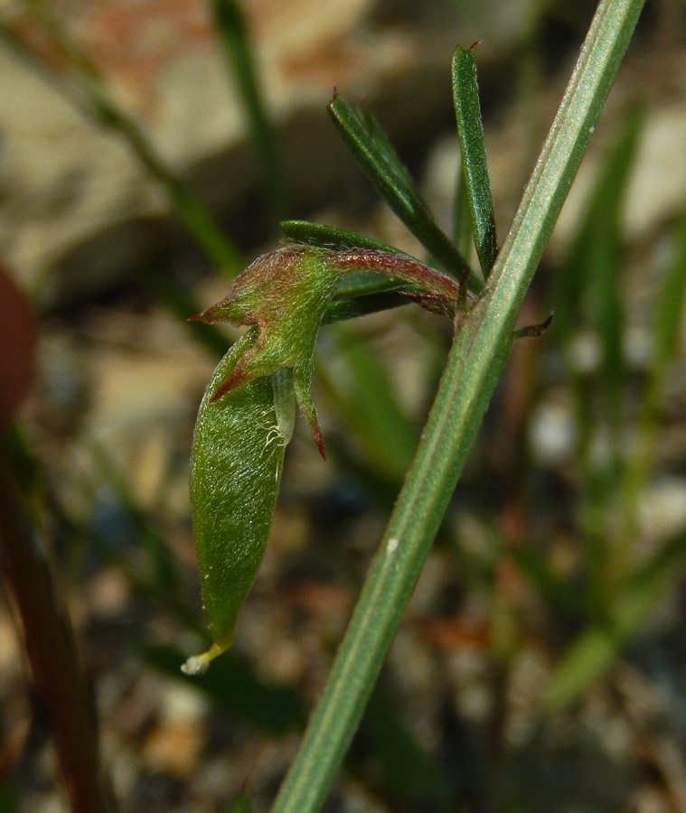 Image of Vicia peregrina specimen.