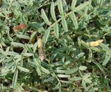 Astragalus lenensis. Листья. Якутия (Саха), южные окр. г. Якутска, холмы. 11.06.2012.