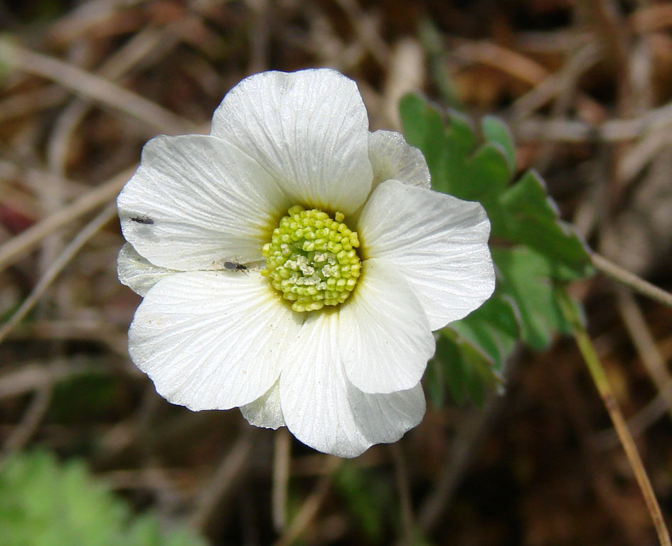 Изображение особи Callianthemum isopyroides.