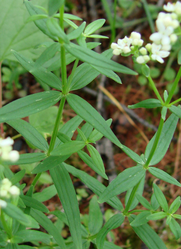 Изображение особи Galium boreale.