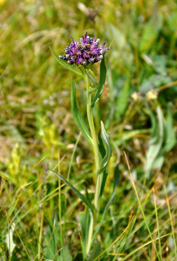 Image of genus Saussurea specimen.