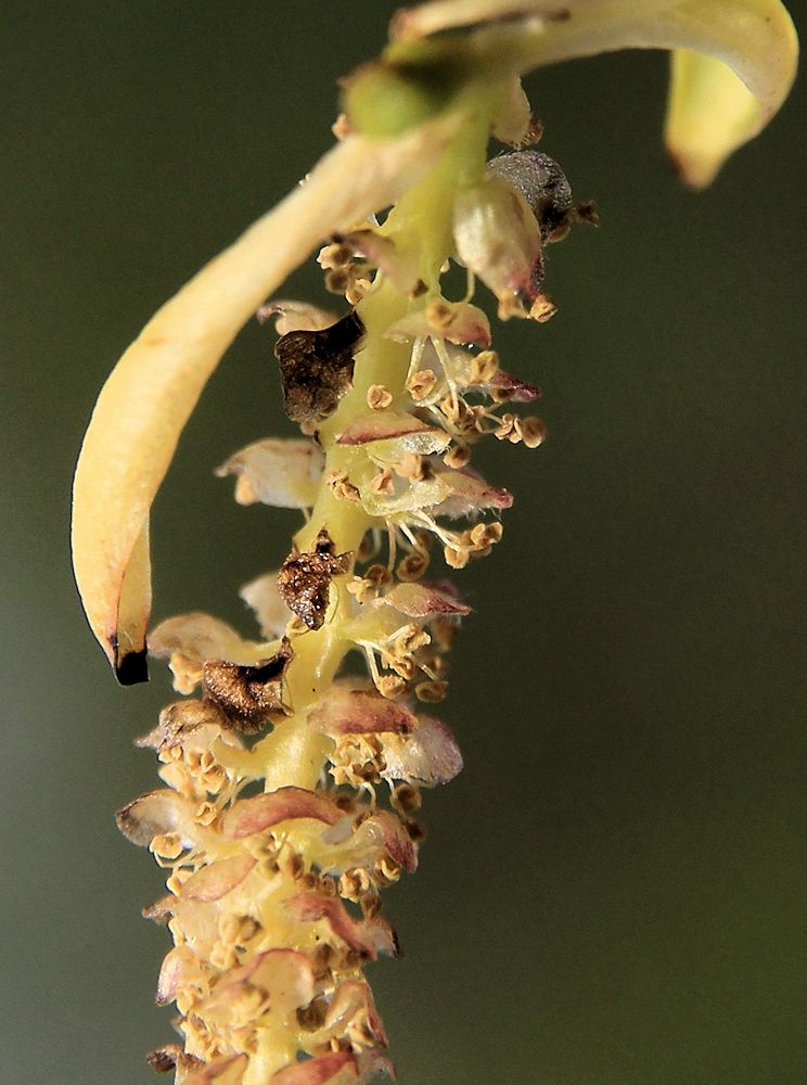 Изображение особи Chosenia arbutifolia.