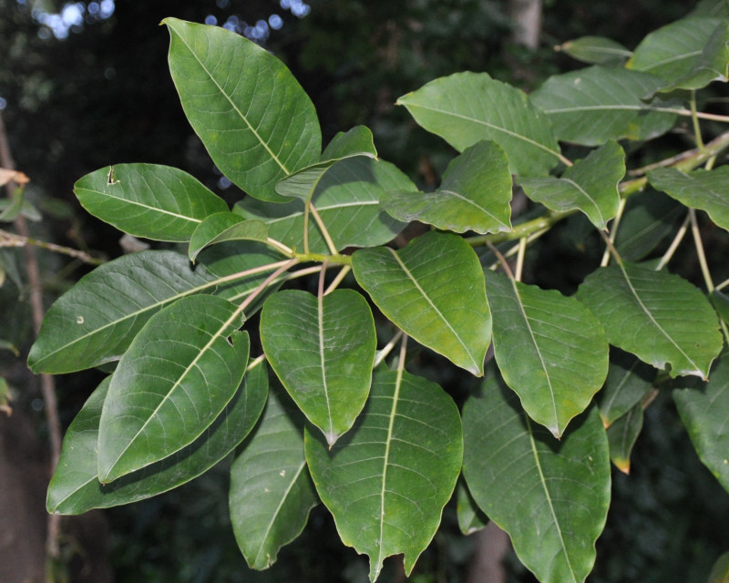 Image of Phytolacca dioica specimen.