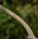 Acacia baileyana